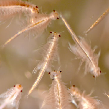 Masses Of Shrimp And Krill May Play A Huge Role In Mixing Oceans