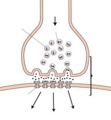 Pioneers of brain-cell signaling earn Nobel