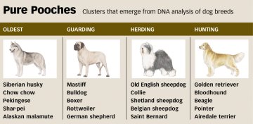 are there any purebred dogs