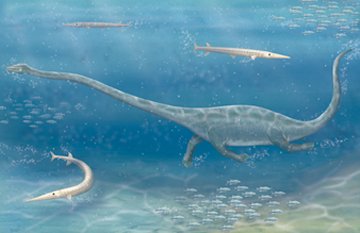 Big Gulp? Neck ribs may have given aquatic beast unique feeding style