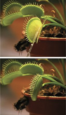 How Venus flytraps store short-term 'memories' of prey