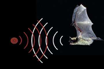 bat ultrasonic sound