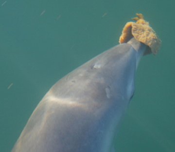 Dolphin moms use 'baby talk' with their calves, Science