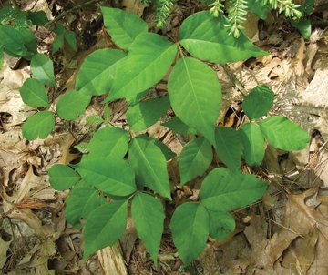 Pumped-up Poison Ivy: Carbon dioxide boosts plant's size, toxicity