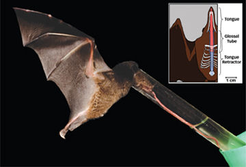 Extreme Tongue: Bat excels at saying 'Aah
