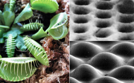 How Venus flytraps store short-term 'memories' of prey