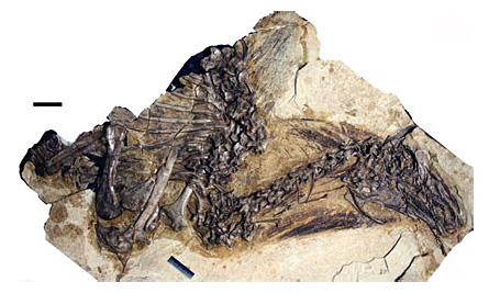 Dinosaur fossil reveals creature of a different feather