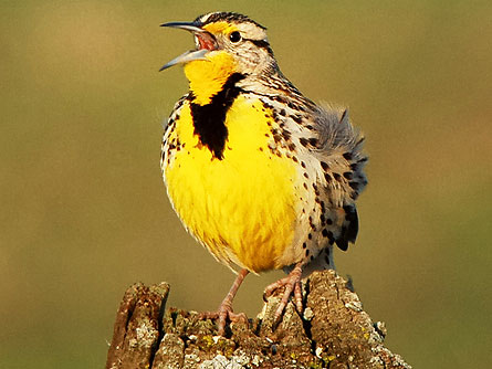 U.S. bird populations in decline, report says