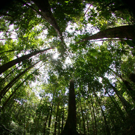 A little air pollution boosts vegetation’s carbon uptake