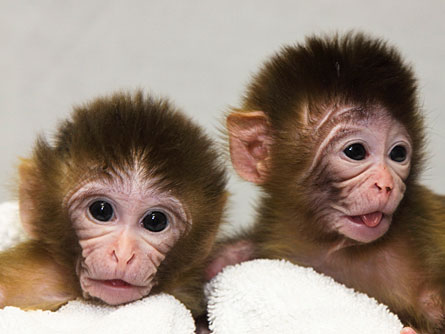 Mitochondrial DNA replacement successful in Rhesus monkeys