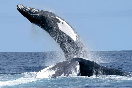 Humpback whale alters song if another one sings along