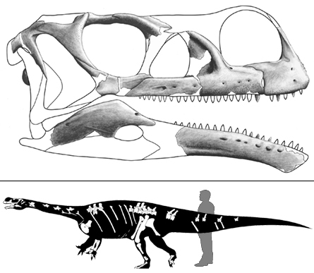 Small ancestor of giant sauropods unearthed