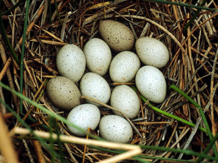 For coots, hatching order is crucial ID