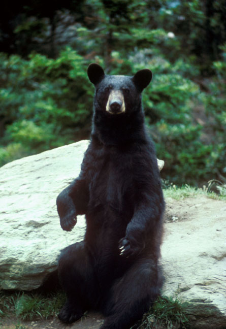 keeping-black-bears-wild