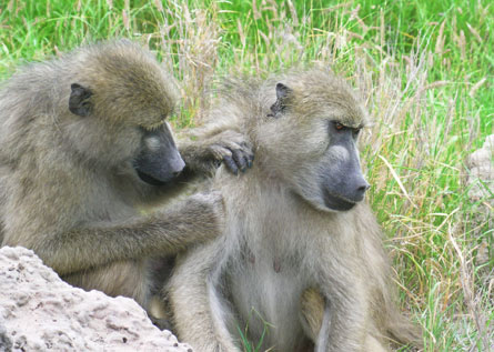 Having BFFs brings longevity to female baboons