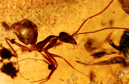 India yields fossil trove in amber