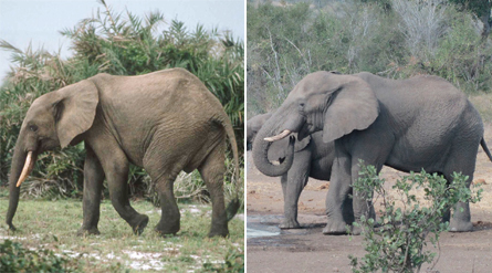 Genes separate Africa’s elephant herds