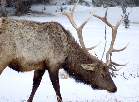 When snowpack shrinks, elk can binge on aspen