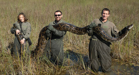 Predatory pythons shift Everglades ecology | Science News