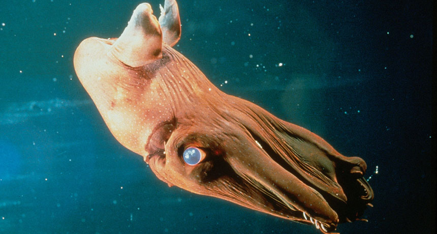 The Real Vampire Squid Science News