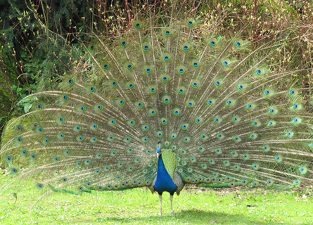 Peacocks ruffle feathers, make a rumble