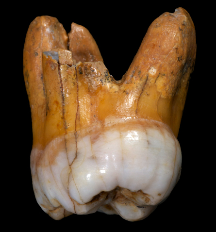 DNA unveils enigmatic Denisovans