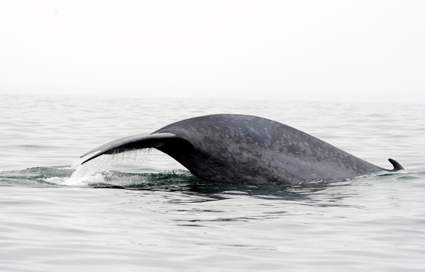 Blue whales’ diet and exercise rolled into one