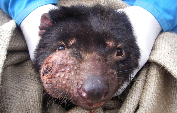 Yet Another Disease Is Attacking Tasmanian Devils - Scientific
