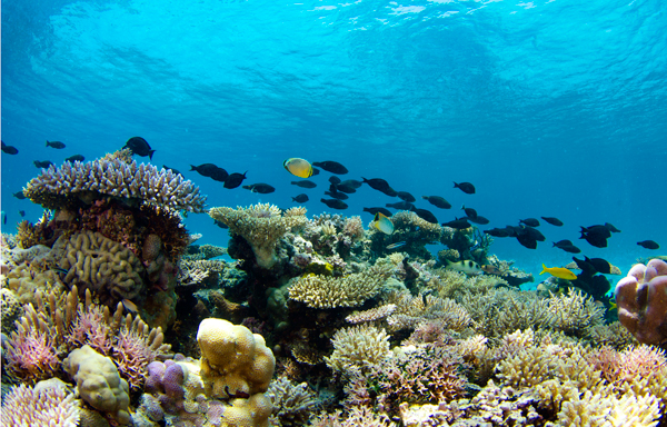 Isolated coral reefs can regrow after bleaching