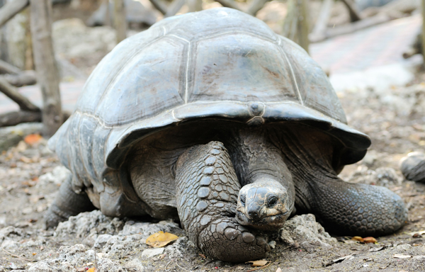 A giant tortoise by any other name