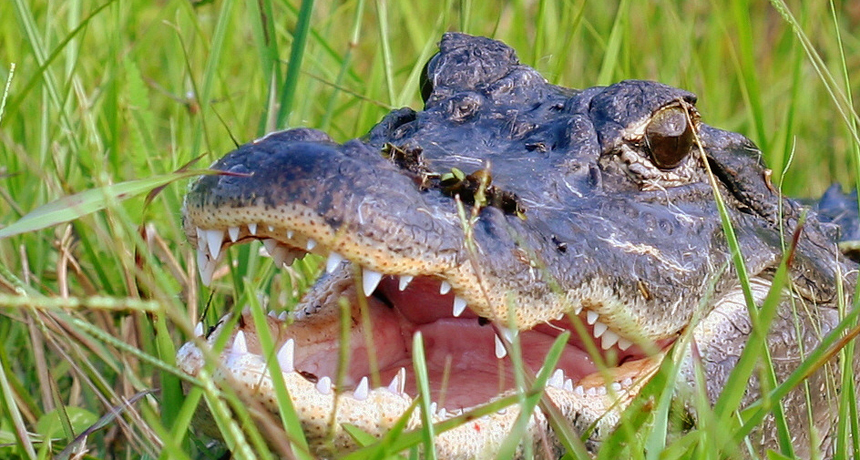 The secret behind the alligator's toothy smile | Science News