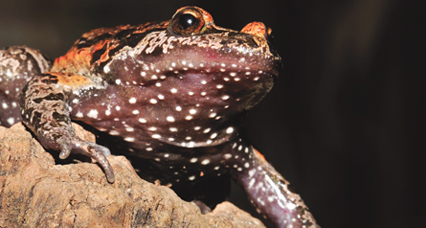 Frog long thought extinct rediscovered in Israel