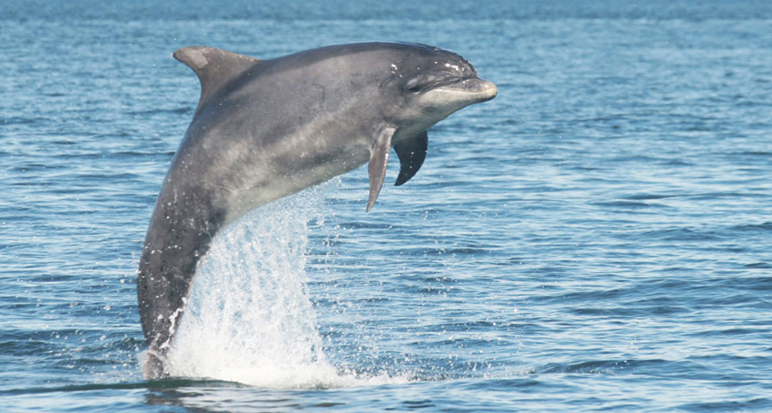 Dolphins name themselves with a whistle