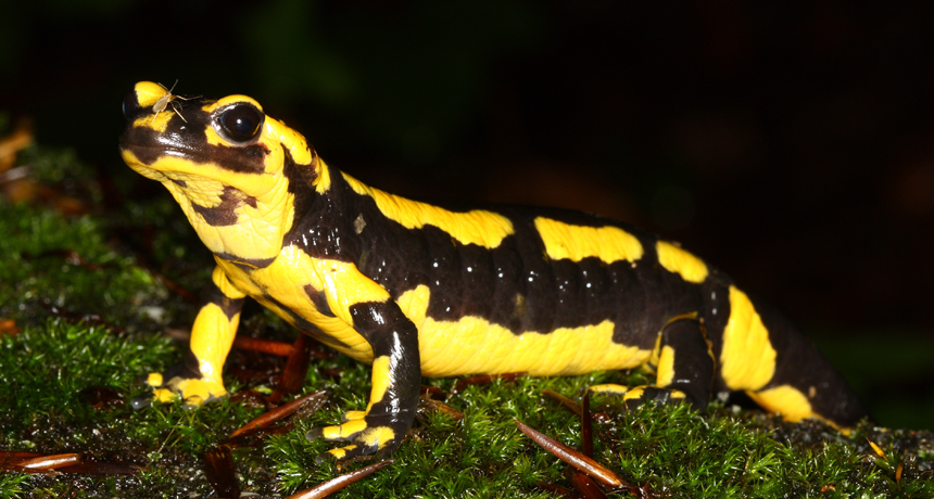 Saving salamanders from amphibian killer may take extreme measures