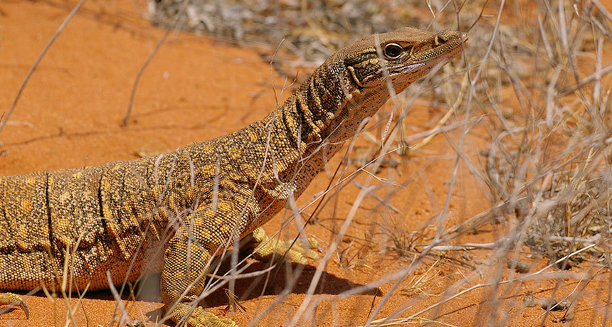Hunting Boosts Lizard Numbers In Australian Desert Science News