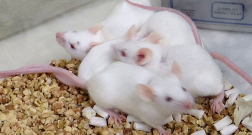 Cage temps change tumor growth in mice | Science News