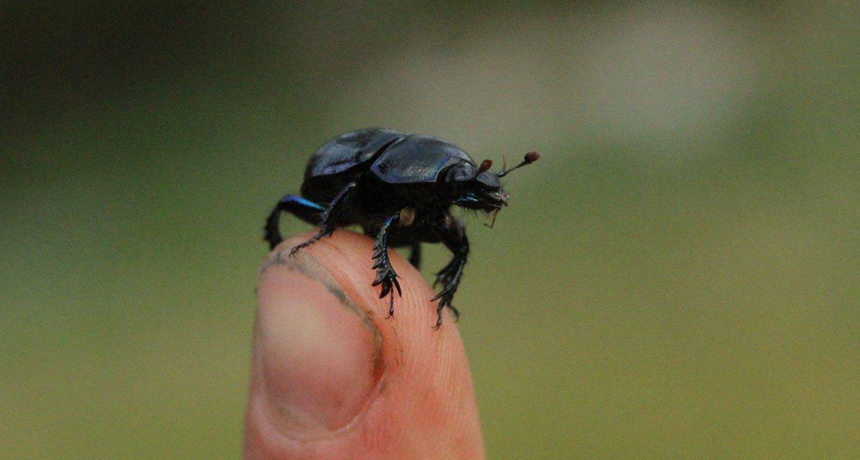 Rhino beetle horns come cheap | Science News