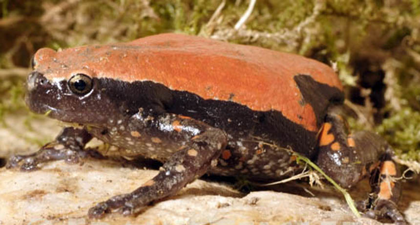 African frog conceals itself with chemicals | Science News