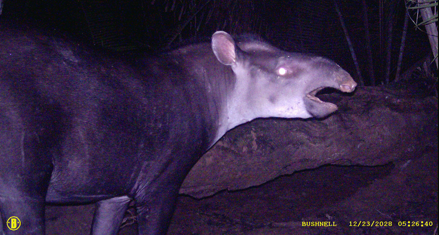 New species of tapir found in the Amazon | Science News