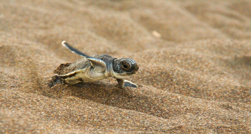 Fungi threaten sea turtle nests | Science News