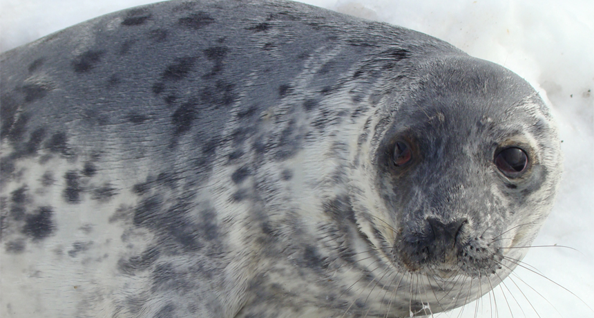 Arctic melting may help parasites infect new hosts