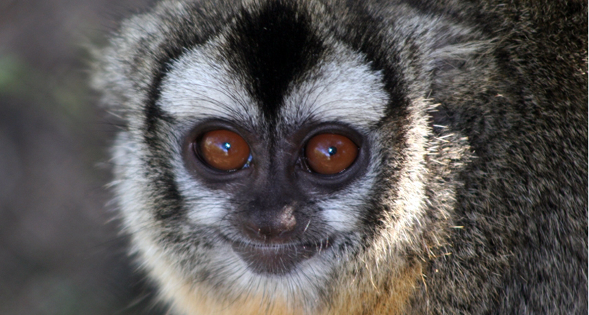 Owl monkeys' fidelity linked to males' quality of parenting | Science News