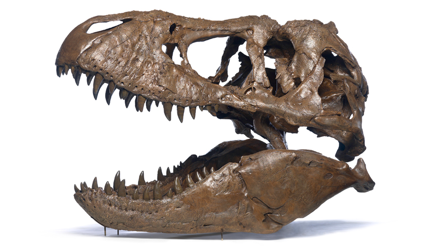 A new T. rex exhibit takes a deep dive into the iconic dinosaur ...