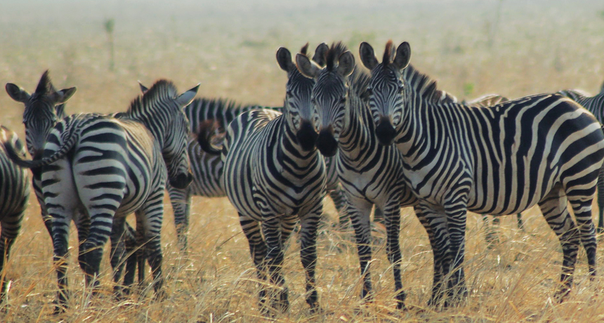 racing stripes flies