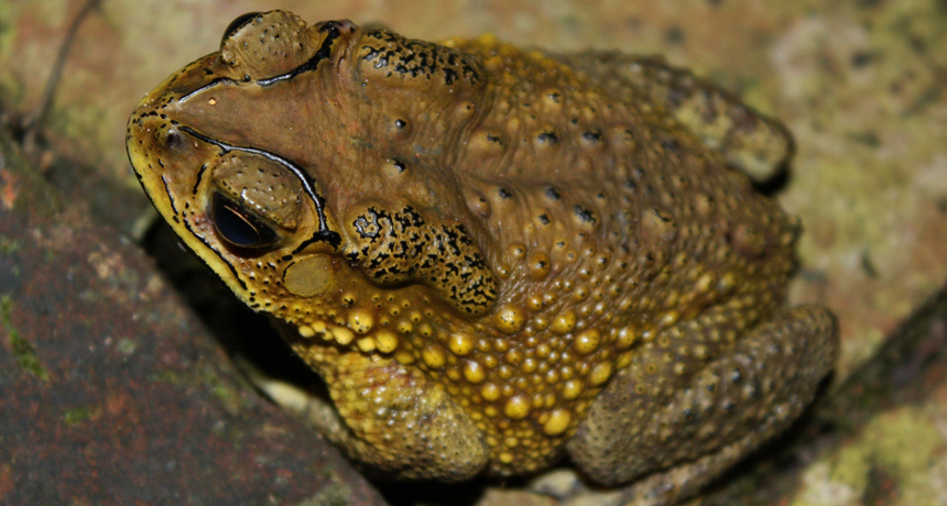 Toxic toad infiltrates Madagascar | Science News