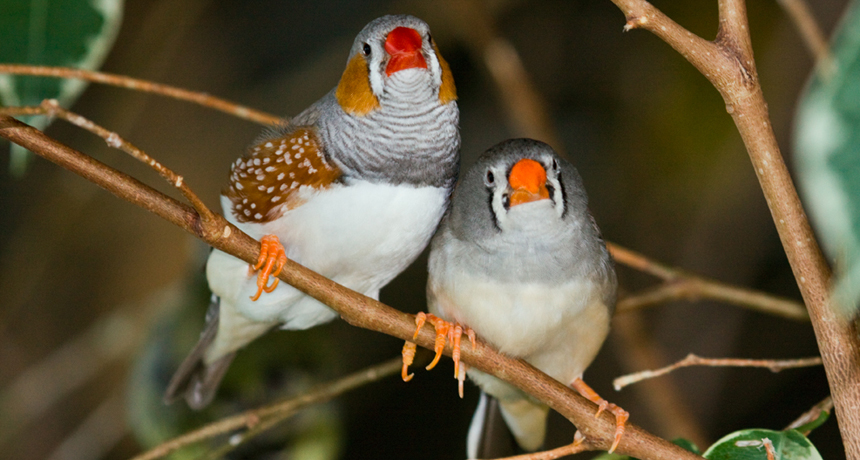 Zebra finches use camouflage | Science News