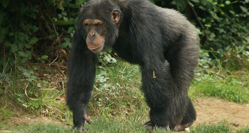 muscular chimp