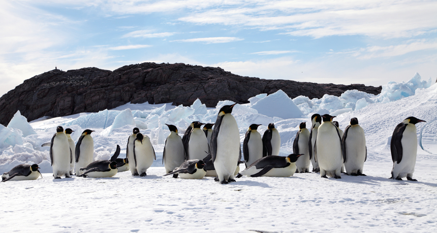 Emperor penguin population could decline by 2100 | Science News