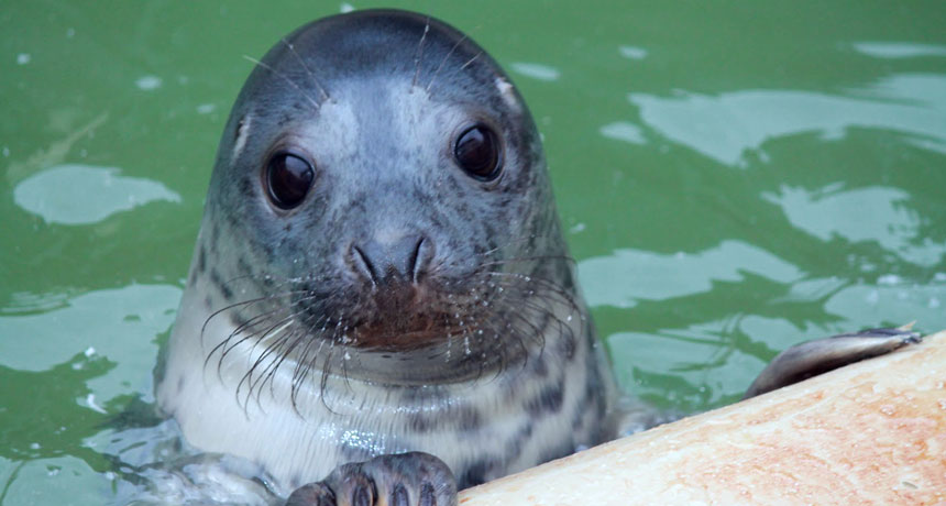 Spotted seals hear well in and out of water | Science News