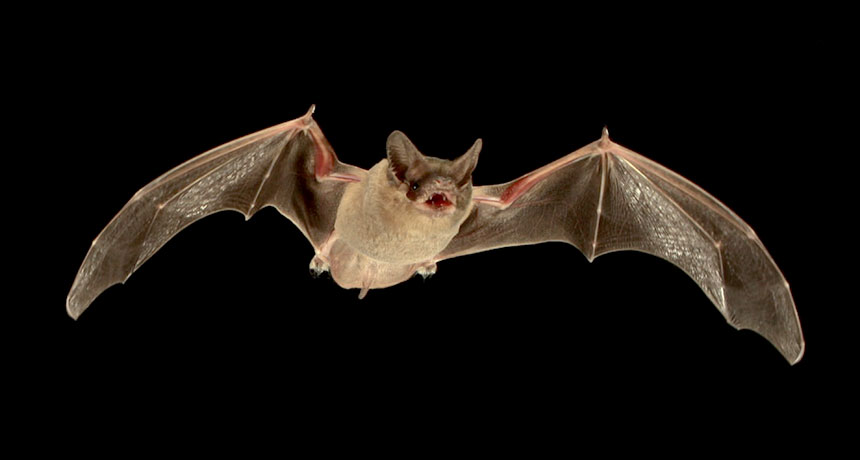 5 Most Common Wild Animals in Texas | Mexican Free-Tailed Bat